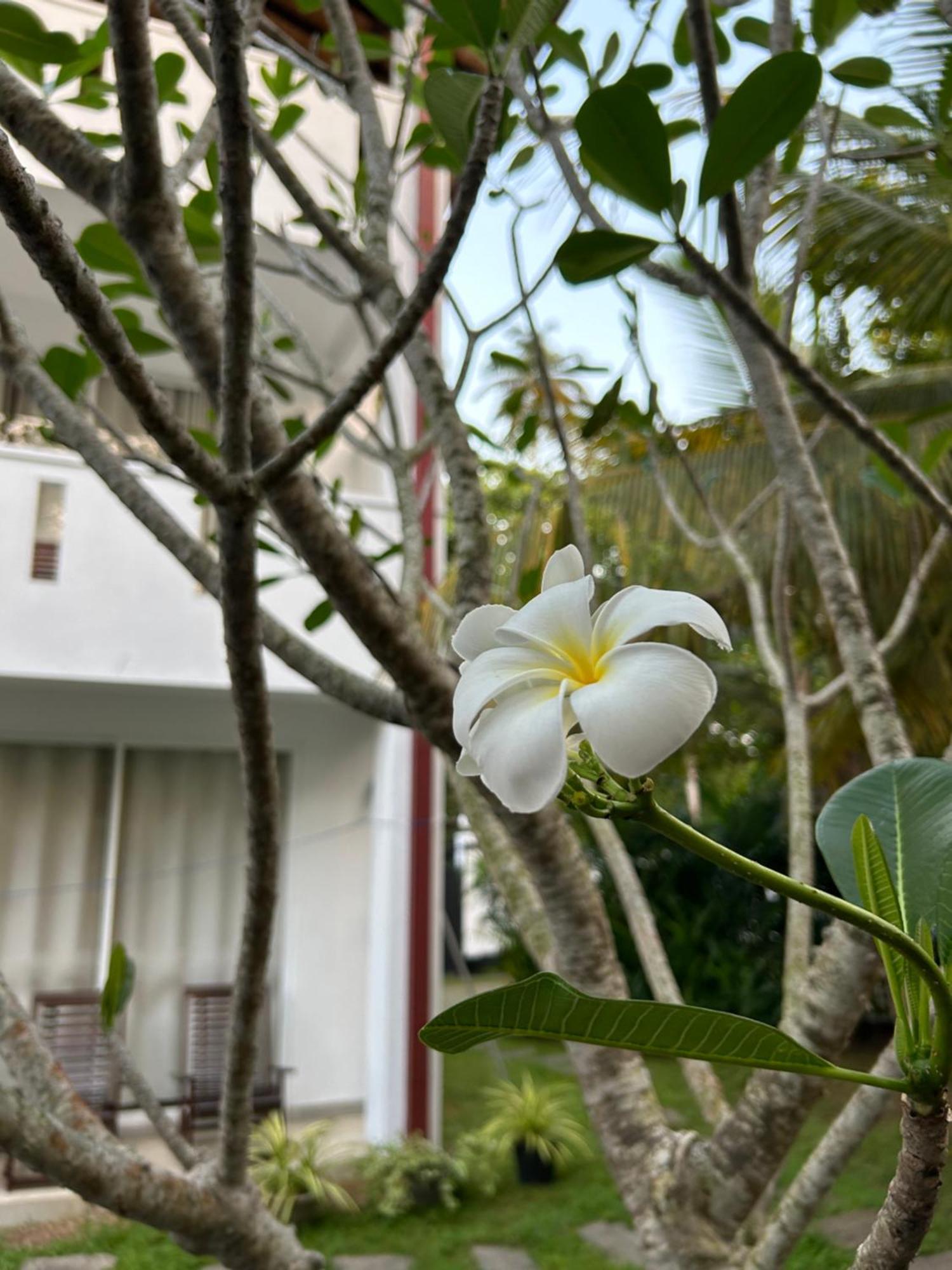 Jippie The Villa Hikkaduwa Exterior photo